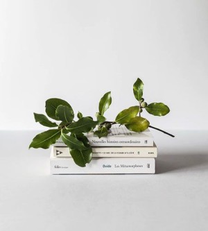 Garden Greenhouses and their possible configuration